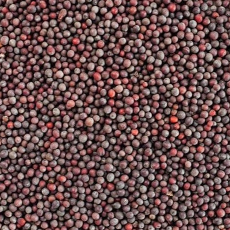 MUSTARD SEEDS